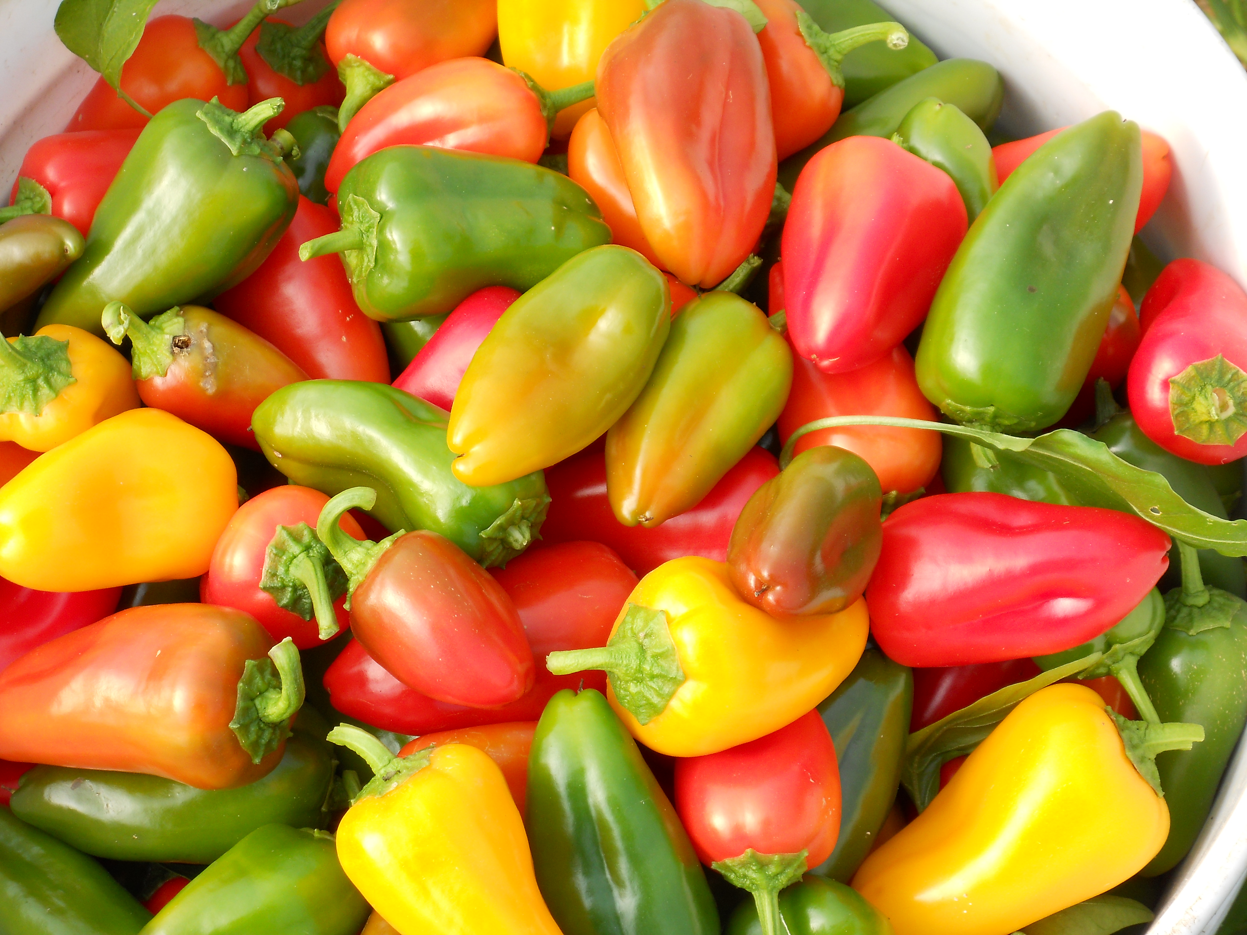 lancaster farm volunteer work six