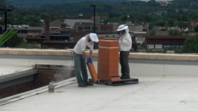 Bee Hive on roof at Google