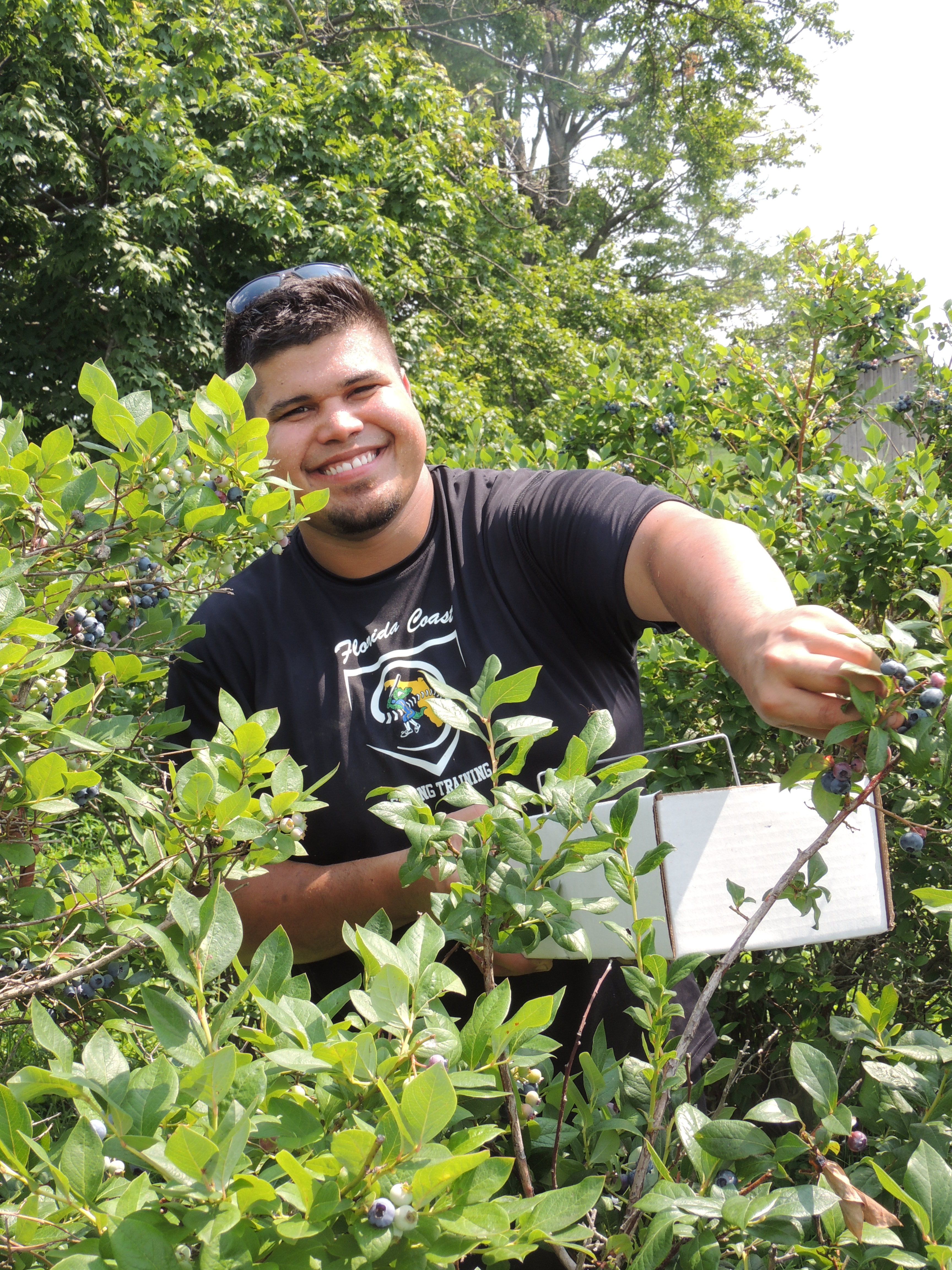 Blueberry Picking