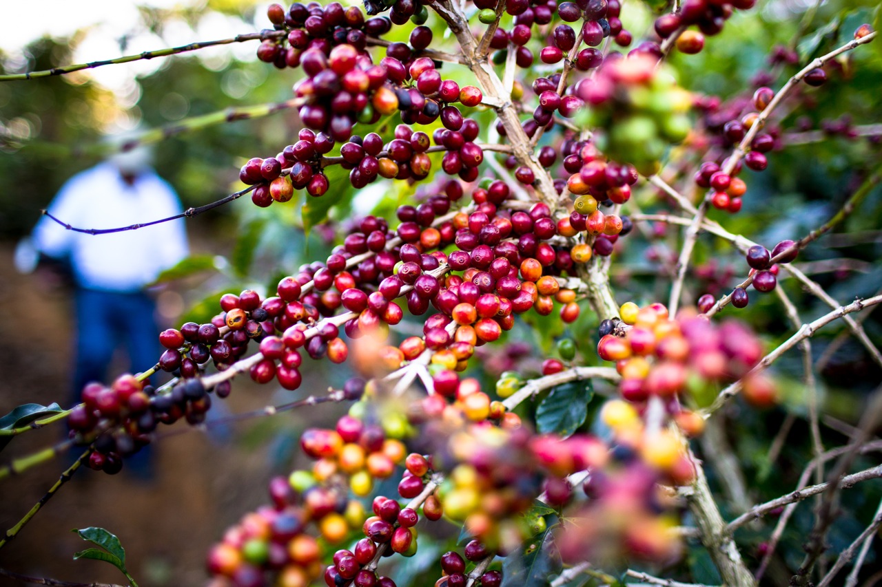 Fully ripened coffee cherries
