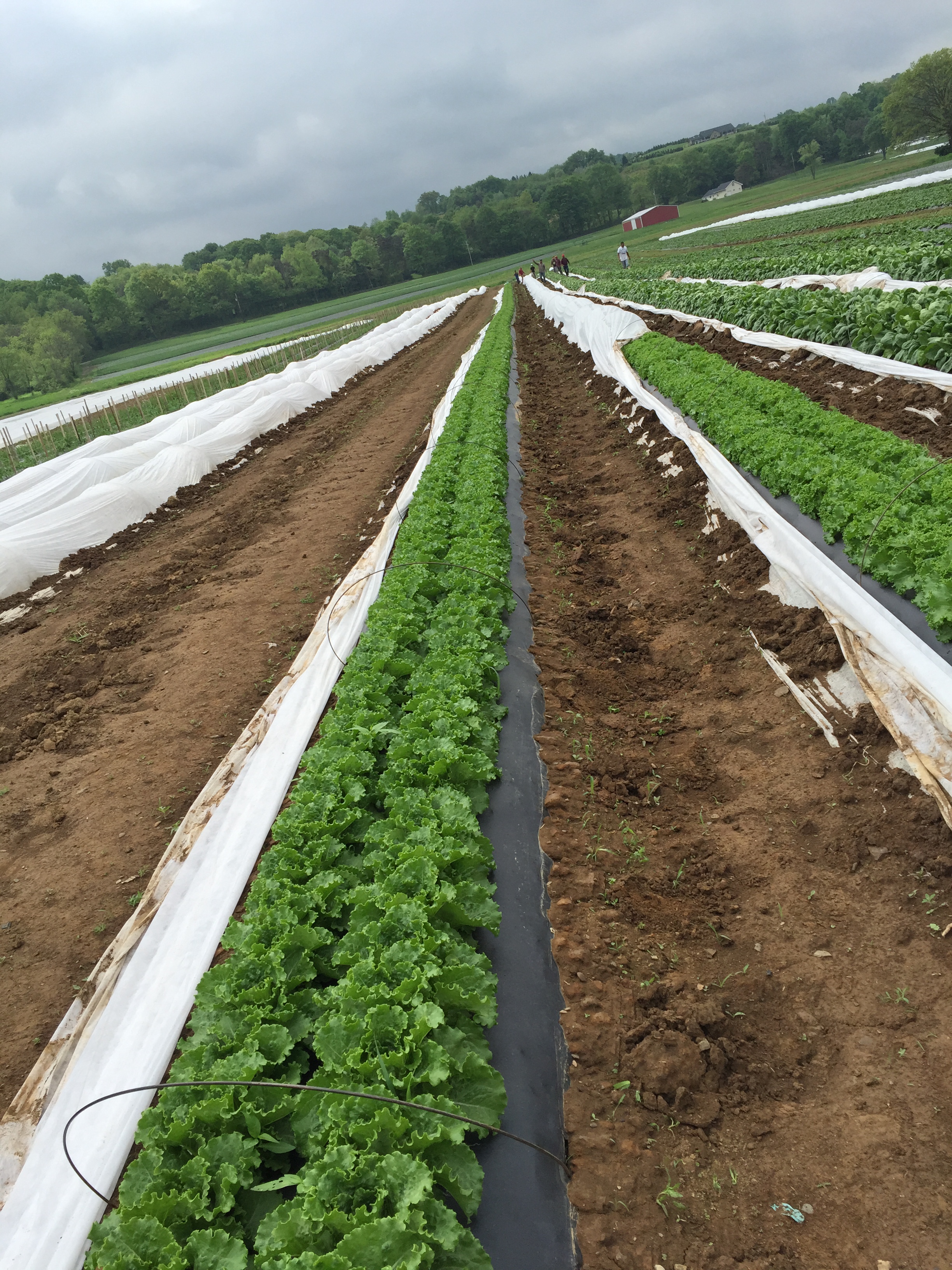 Fusion Lettuce growing at the Yarnick's 