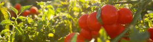 Tomatoes on the vine