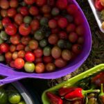a tomato harvest with tomatoes stacked in containers