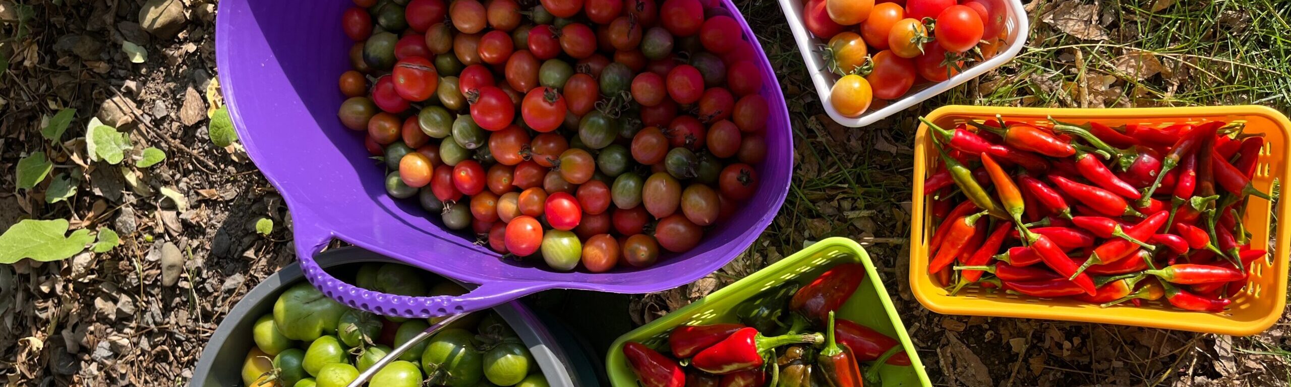 a tomato harvest with tomatoes stacked in containers