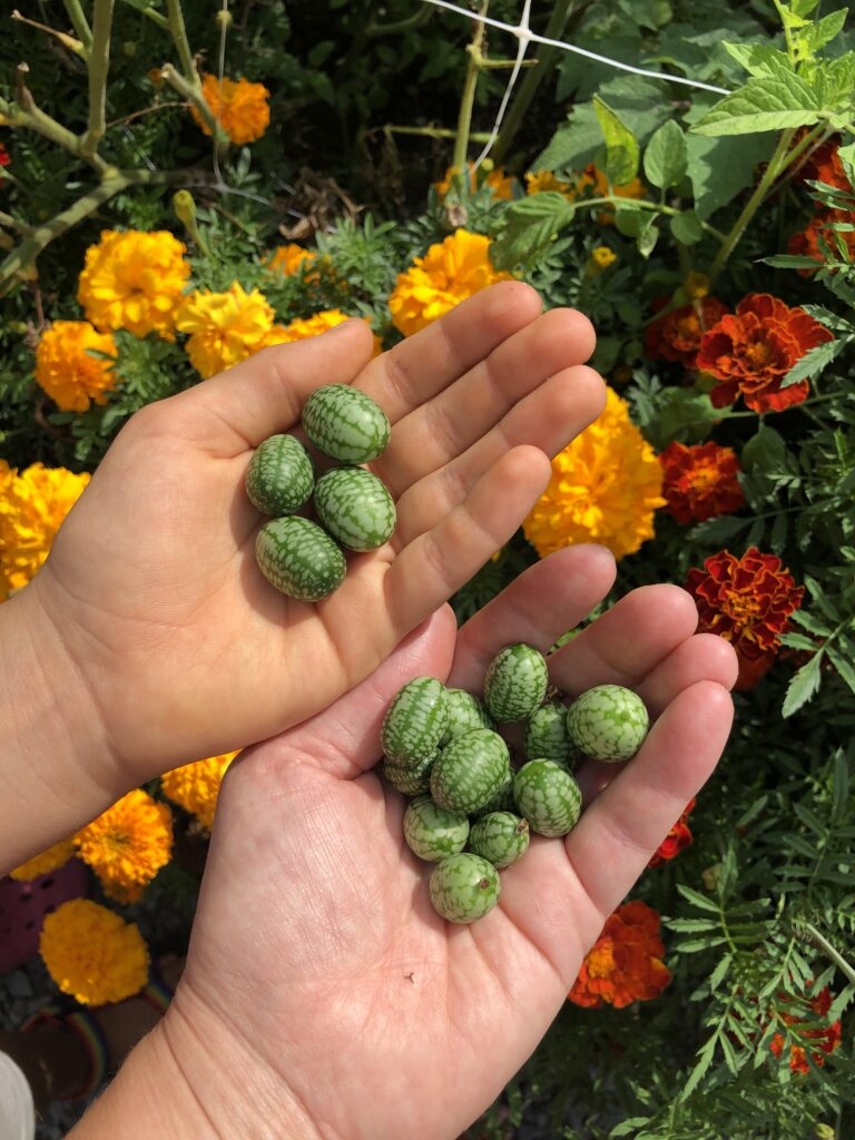 Hands hold what appear to be tiny watermelons