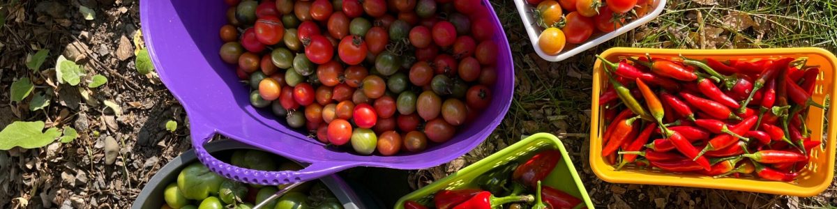 a tomato harvest with tomatoes stacked in containers